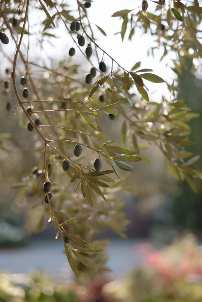 Olive branches in Tuscany countryside during golden hour
